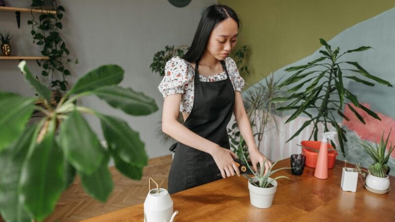 Aloe Vera for Moisturizing Hair